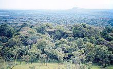 East African montane forests httpsuploadwikimediaorgwikipediacommonsthu