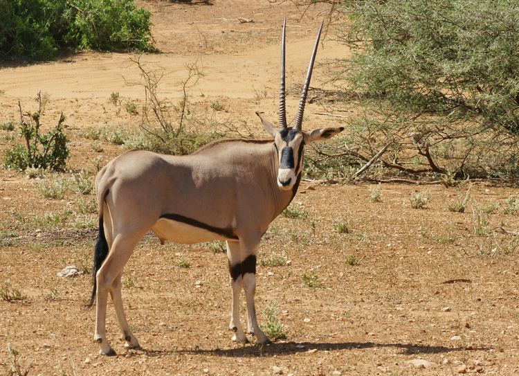 East African oryx East African Oryx Oryx beisa photographed in the w Flickr