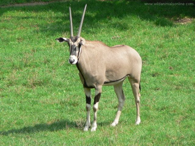 East African oryx Oryx beisa East African oryx