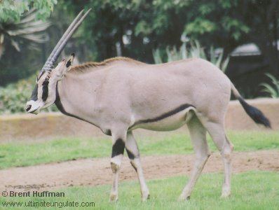 East African oryx Oryx beisa East African oryx