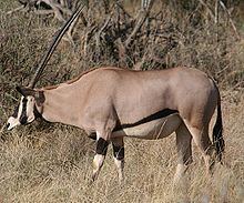 East African oryx httpsuploadwikimediaorgwikipediacommonsthu