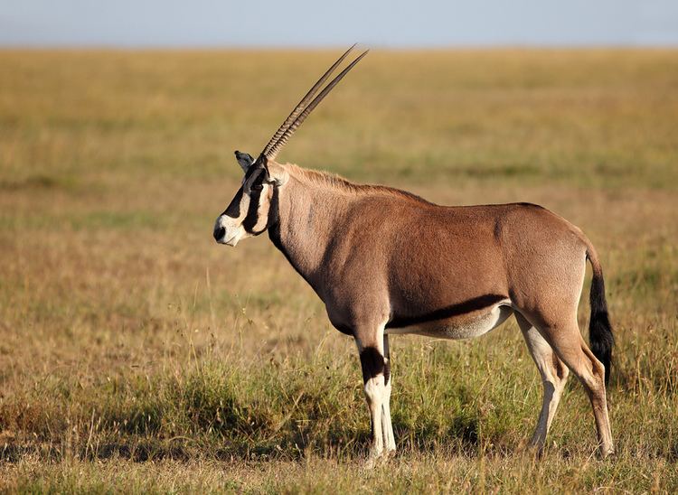 East African oryx Oryx Beisa East African Oryx Ostafrikanischer Oryx Beis Flickr