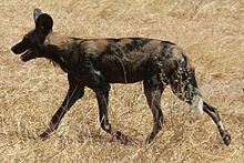 East African wild dog httpsuploadwikimediaorgwikipediacommonsthu