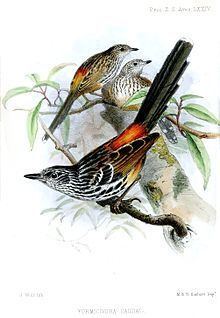 East Andean antbird httpsuploadwikimediaorgwikipediacommonsthu