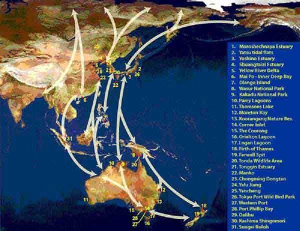 East Asian–Australasian Flyway OzCoasts Coastal indicators Shorebird counts