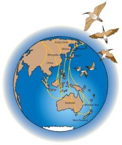 East Asian–Australasian Flyway East AsianAustralasian Flyway Department of Environment and