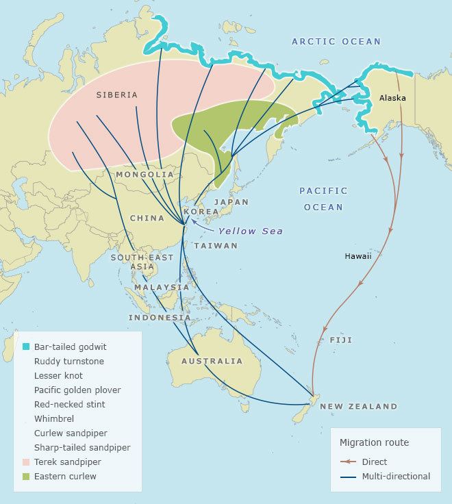 East Asian–Australasian Flyway The East AsianAustralasian Flyway Bird migration Te Ara