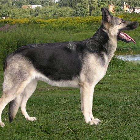 East-European Shepherd EastEuropean Shepherd Breed Guide Learn about the EastEuropean