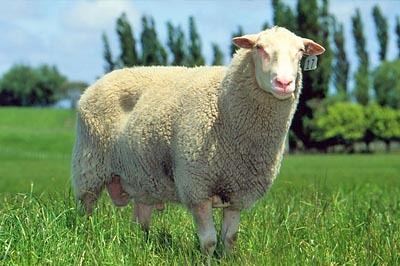 East Friesian sheep Sheep 101 Sheep Breeds DF