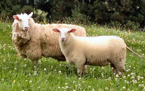 East Friesian sheep EAST FRIESIAN SHEEP