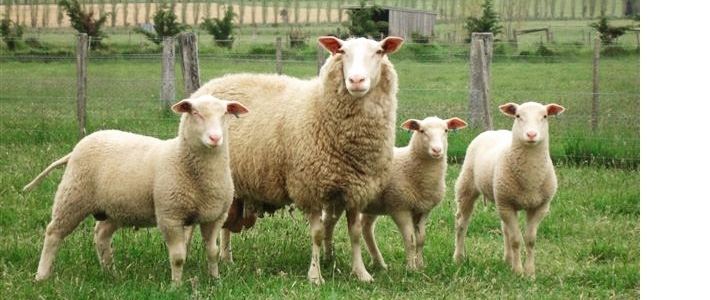 East Friesian sheep East Friesian Sheep My Virtual Content