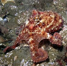 East Pacific red octopus httpsuploadwikimediaorgwikipediacommonsthu