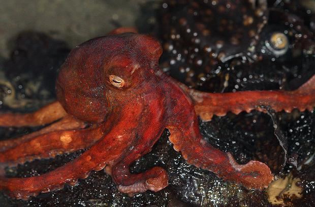 East Pacific red octopus Marine Life East Pacific Red Octopus
