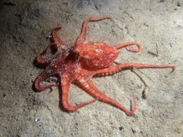 East Pacific red octopus East Pacific red octopus Information and Picture Sea Animals
