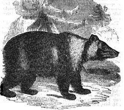 East Siberian brown bear httpsuploadwikimediaorgwikipediacommonsthu