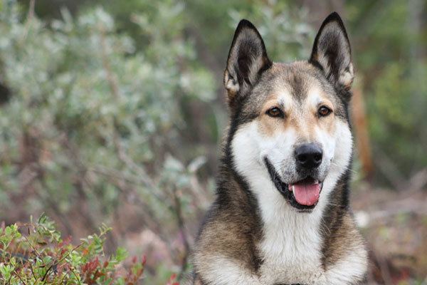 East Siberian Laika East Siberian Laika An Even Tempered Loyal Fearless Dog