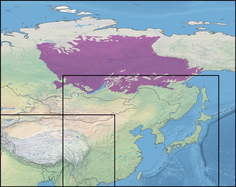 East Siberian taiga East Siberian taiga Wikipedia
