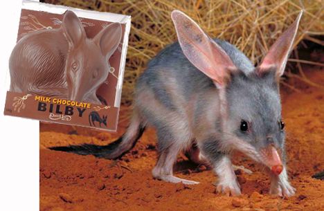 Easter Bilby The Easter Bilby Discover English