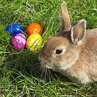 Easter Bunny httpsuploadwikimediaorgwikipediacommonsthu