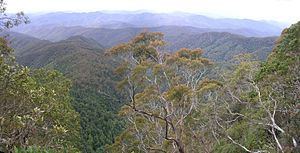 Eastern Australian temperate forests httpsuploadwikimediaorgwikipediacommonsthu