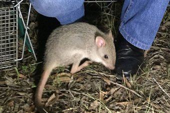 Eastern bettong Eastern Bettong numbers booming inside fencedoff reserve in