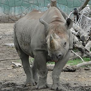 Eastern black rhinoceros Eastern Black Rhinoceros Fact Sheet racinezooorg