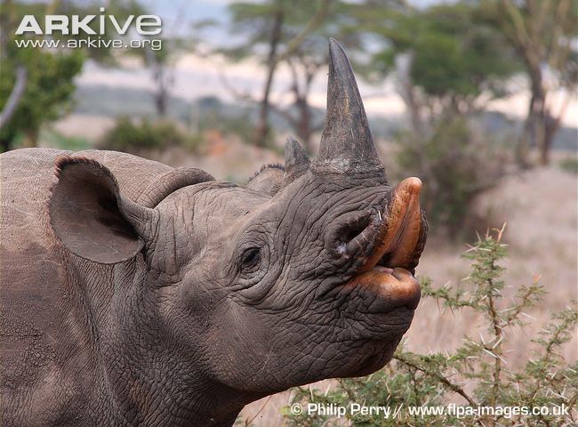 Eastern black rhinoceros Black rhinoceros photo Diceros bicornis G113339 ARKive