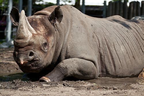 eastern black rhinoceros