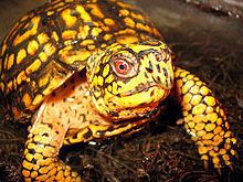 Eastern box turtle httpsuploadwikimediaorgwikipediacommonsthu