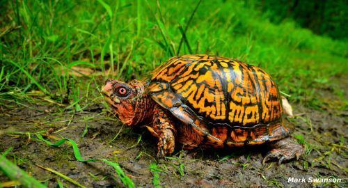 Eastern box turtle Know Your Michigan Turtles Eastern Box Turtle Michigan in Pictures