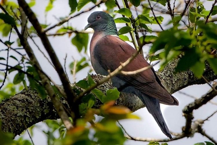 Eastern bronze-naped pigeon Eastern BronzeNaped Pigeon pic Hugh Chittendon Pigeons