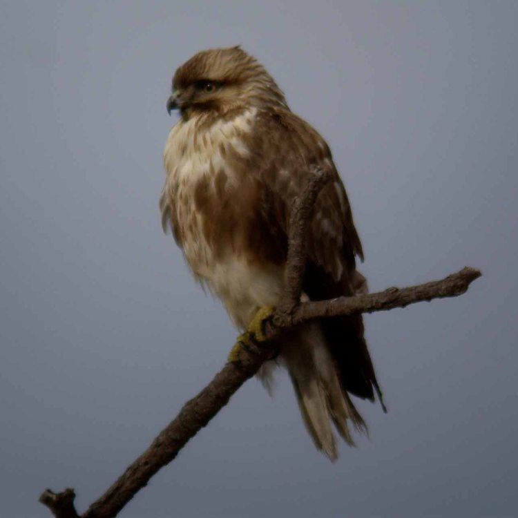 Eastern buzzard httpsuploadwikimediaorgwikipediacommonsee