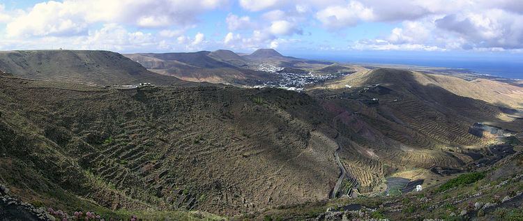 Eastern Canary Islands chiffchaff
