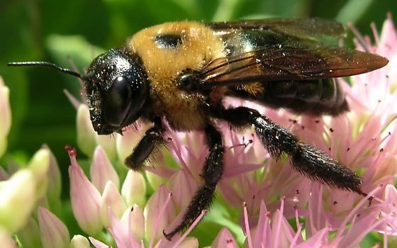 Eastern carpenter bee Eastern Carpenter Bee Xylocopa virginica BugGuideNet