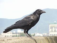 Eastern carrion crow httpsuploadwikimediaorgwikipediacommonsthu
