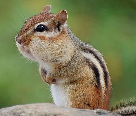 Eastern chipmunk Eastern Chipmunk Food Storage Busy Body Animal Pictures and