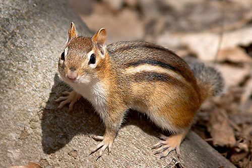 Eastern chipmunk Eastern Chipmunks and their where abouts on the food web by Amy