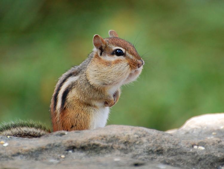 Eastern chipmunk Suzanne Britton Nature Photography Eastern Chipmunk