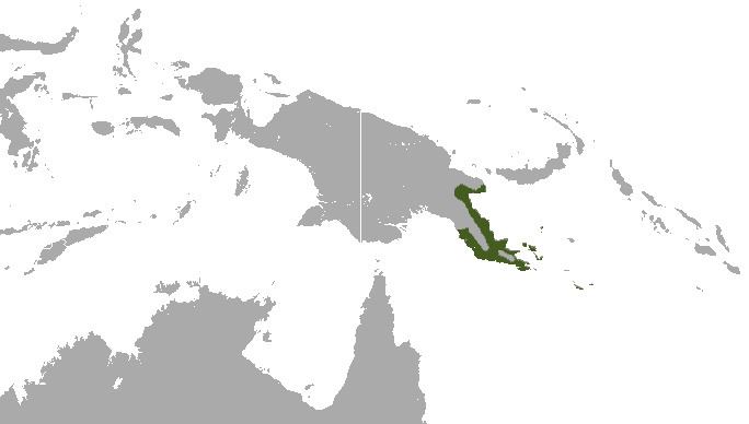 Eastern common cuscus