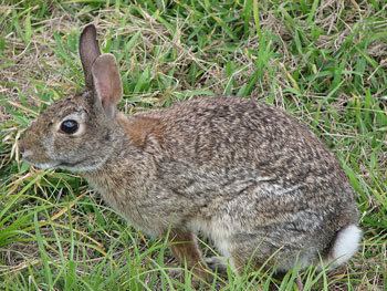 Eastern cottontail Eastern Cottontail The Animal Files