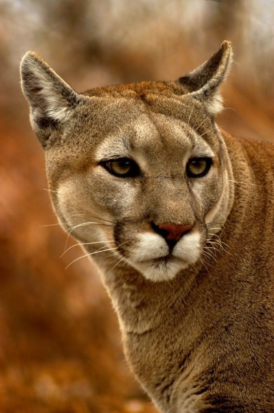Eastern cougar Nature Canada Eastern Cougar