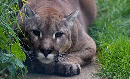 Eastern cougar Eastern Cougar Declared Extinct Care2 Causes