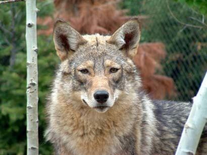 Eastern coyote Eastern CoyoteCoywolf Research Dedicated to providing education