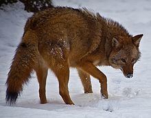 Eastern coyote httpsuploadwikimediaorgwikipediacommonsthu