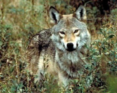 Eastern coyote Eastern Coyote Morphology Withywindle Nature amp Books Withywindle