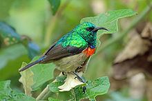 Eastern double-collared sunbird httpsuploadwikimediaorgwikipediacommonsthu