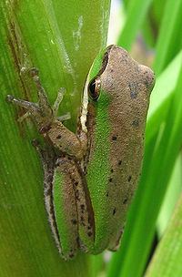 Eastern dwarf tree frog httpsuploadwikimediaorgwikipediacommonsthu