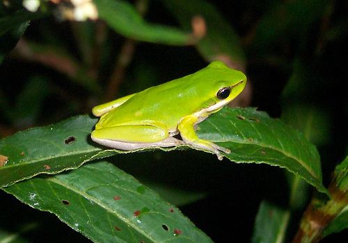 Eastern dwarf tree frog Eastern Dwarf Tree Frog SOUNDS LIKE NOISE
