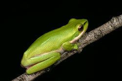 Eastern dwarf tree frog Frogs of Australia gt Litoria fallax Eastern Dwarf Tree Frog