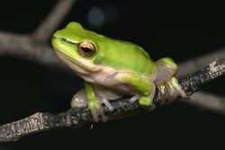 Eastern dwarf tree frog Frogs of Australia gt Litoria fallax Eastern Dwarf Tree Frog